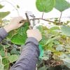 6-pinza-legatrice-manuale-
