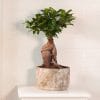 concime-bonsai-2
