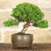 coreografica-bonsai