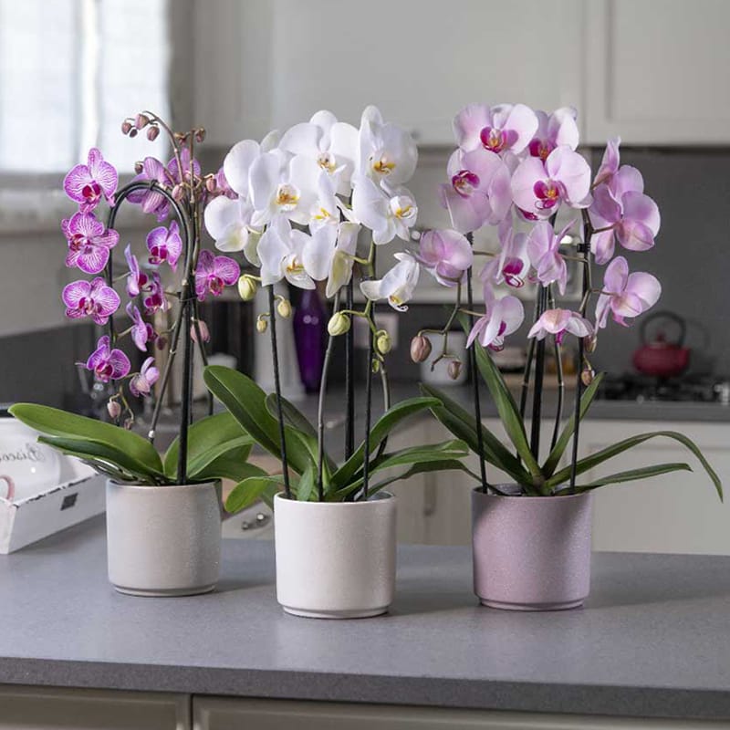 concime-orchidee-2