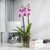 coreografica-orchidee