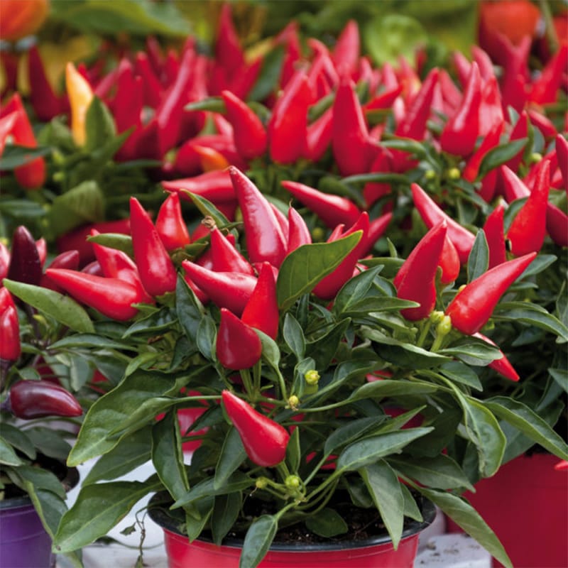 concime-peperoncino-2