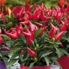 concime-peperoncino-2