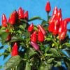 coreografica-peperoncino