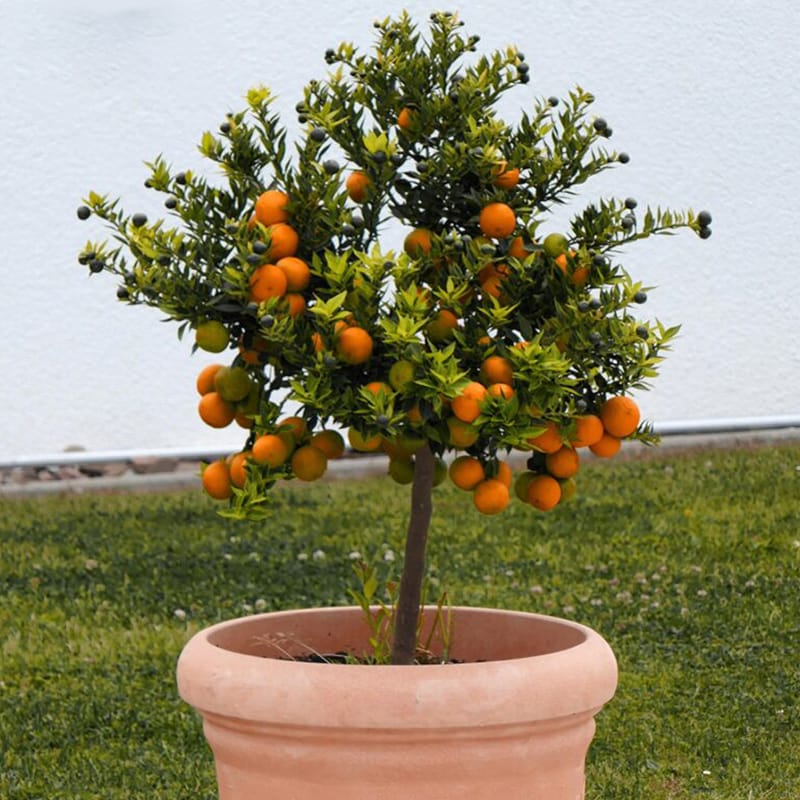 coreografica-concime-multiuso