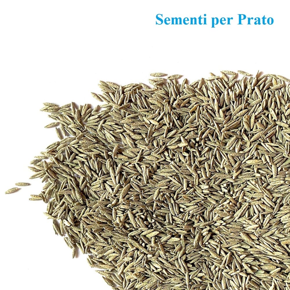 7-prato-semina