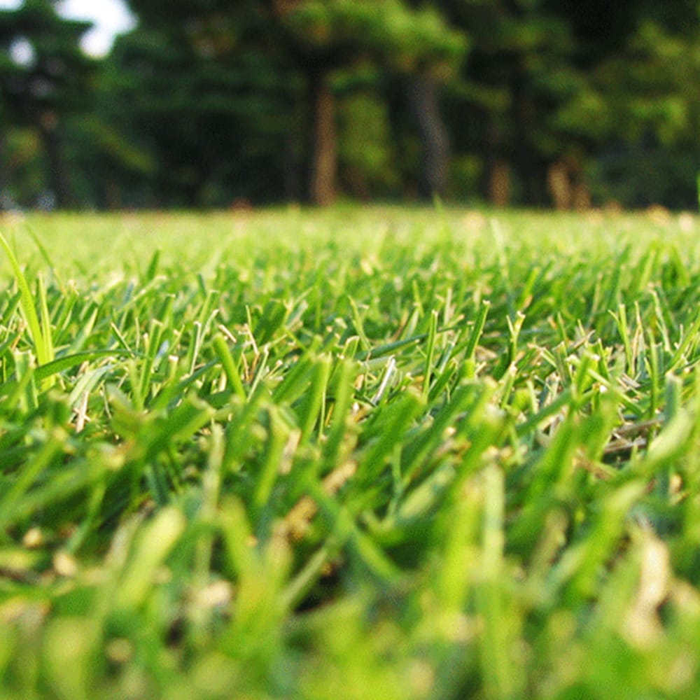 2-prato-coreografica2