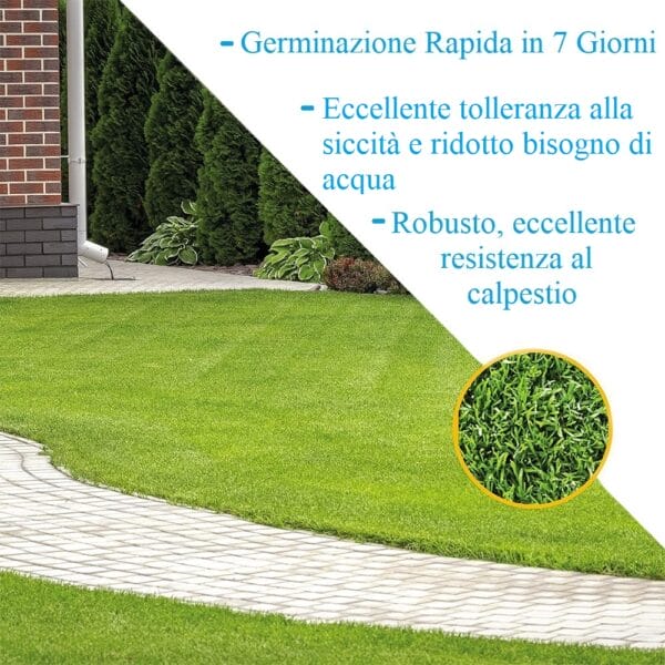 Semi per prato mediterrano con germinazione rapida