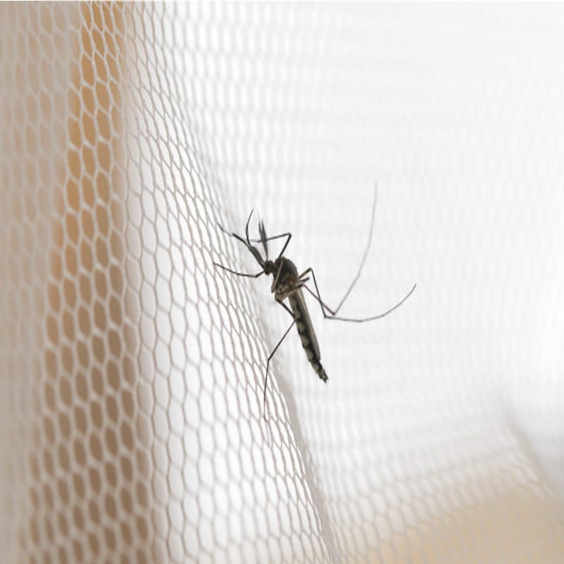 coreografica zanzariera bianca