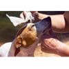 2-salviette-per-cani3