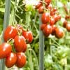 Canne acciaio verdi sostegno piante orto con pomodori in crescita