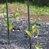Canne acciaio verdi sostegno piante giovani orto con rivestimento plastico