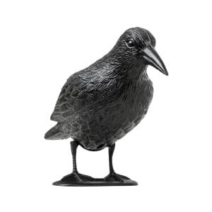 Corvo spaventa piccioni con Picchetto