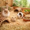 trucioli di legno lettiera Trucioli di legno per lettiera animali domestici